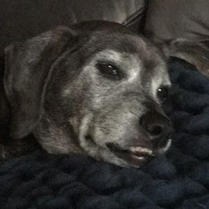 Meet your Posher, Elizabeth